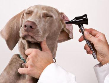 Dogs with Ear Infections