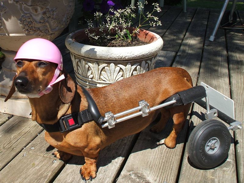 helmet for dogs with seizures