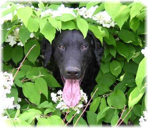 is laurel poisonous to dogs