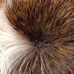 Lice is quite common in guinea pigs and easily identified and treated by your local vet.
